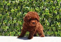 AKC Red Toy Poodle Puppy Boy (Lois), a male Poodle - Toy  for sale in Los Angeles, CA – Photo 2 of 5