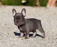 AKC Blue Tri French Bulldog Puppy Boy, a male French Bulldog for sale in Los Angeles, CA – 7 of 10