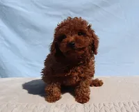 AKC Red Toy Poodle Puppy Boy (King), a male Poodle - Toy  for sale in Los Angeles, CA – 5 of 5