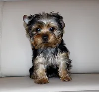 Toy Yorkie Puppy Boy (Oreo), a male Yorkshire Terrier for sale in Los Angeles, CA – 2 of 7