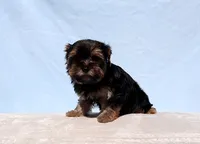 Toy Yorkie Puppy Boy (Pisco), a male Yorkshire Terrier for sale in Los Angeles, CA – 3 of 9
