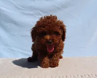 AKC Red Toy Poodle Puppy Boy (King), a male Poodle - Toy  for sale in Los Angeles, CA – 3 of 5