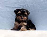 Toy Yorkie Puppy Boy (Benny), a male Yorkshire Terrier for sale in Los Angeles, CA – 8 of 9