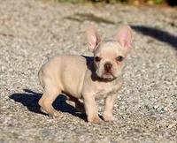 AKC Cream French Bulldog Puppy Boy, a male French Bulldog for sale in Los Angeles, CA – 7 of 10