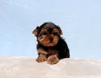 Toy Yorkie Puppy Boy (Reno), a male Yorkshire Terrier for sale in Los Angeles, CA – 6 of 10