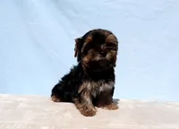 Toy Yorkie Puppy Boy (Pisco), a male Yorkshire Terrier for sale in Los Angeles, CA – 9 of 9