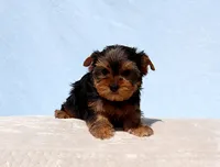 Toy Yorkie Puppy Boy (Reno), a male Yorkshire Terrier for sale in Los Angeles, CA – 7 of 10
