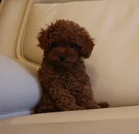 AKC Red Toy Poodle Puppy Boy (Ivan), a male Poodle - Toy  for sale in Los Angeles, CA – 3 of 5