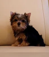 Tiny Teacup Yorkie Puppy Boy (Gizmo), a male Yorkshire Terrier for sale in Los Angeles, CA – 5 of 5