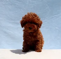 AKC Red Toy Poodle Puppy Girl (Peach), a female Poodle - Toy  for sale in Los Angeles, CA – 2 of 5