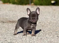 AKC Blue Tri French Bulldog Puppy Boy, a male French Bulldog for sale in Los Angeles, CA – 9 of 10