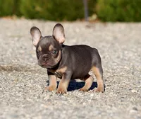 AKC Lilac Tri French Bulldog Puppy Boy, a male French Bulldog for sale in Los Angeles, CA – 5 of 9