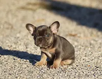 AKC Blue Tri French Bulldog Puppy Girl, a female French Bulldog for sale in Los Angeles, CA – 4 of 8