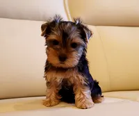 Toy Yorkie Puppy Girl (Echo), a female Yorkshire Terrier for sale in Los Angeles, CA – 5 of 5