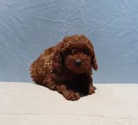 AKC Red Toy Poodle Puppy Girl (Wanda), a female Poodle - Toy  for sale in Los Angeles, CA – 5 of 8