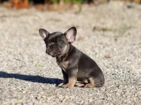 AKC Blue Tri French Bulldog Puppy Girl, a female French Bulldog for sale in Los Angeles, CA – 5 of 9