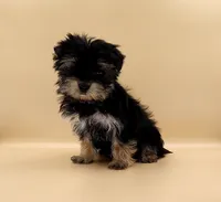 Toy Yorkie Puppy Boy (Nitro), a male Yorkshire Terrier for sale in Los Angeles, CA – 5 of 10