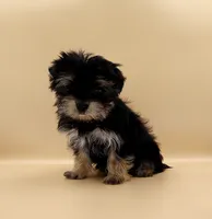 Toy Yorkie Puppy Boy (Nitro), a male Yorkshire Terrier for sale in Los Angeles, CA – 3 of 10
