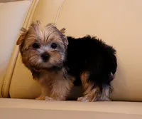 Tiny Teacup Yorkie Puppy Girl (Honey), a female Yorkshire Terrier for sale in Los Angeles, CA – 2 of 5