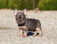 AKC Lilac Tri French Bulldog Puppy Boy, a male French Bulldog for sale in Los Angeles, CA – 8 of 9