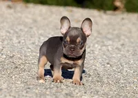 AKC Lilac Tri French Bulldog Puppy Boy, a male French Bulldog for sale in Los Angeles, CA – 2 of 9