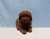 AKC Red Toy Poodle Puppy Girl (Wanda), a female Poodle - Toy  for sale in Los Angeles, CA – 8 of 8