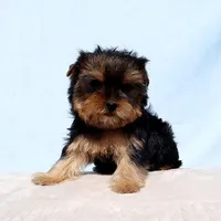 Toy Yorkie Puppy Girl (Hershy), a female Yorkshire Terrier for sale in Los Angeles, CA – Photo 4 of 5