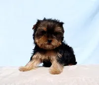 Toy Yorkie Puppy Girl (Hershy), a female Yorkshire Terrier for sale in Los Angeles, CA – Photo 4 of 5