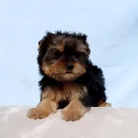 Toy Yorkie Puppy Girl (Hershy), a female Yorkshire Terrier for sale in Los Angeles, CA – Photo 2 of 5