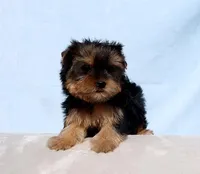 Toy Yorkie Puppy Girl (Hershy), a female Yorkshire Terrier for sale in Los Angeles, CA – Photo 2 of 5