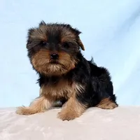 Toy Yorkie Puppy Girl (Hershy), a female Yorkshire Terrier for sale in Los Angeles, CA – Photo 5 of 5