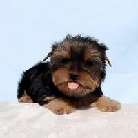 Toy Yorkie Puppy Girl (Hershy), a female Yorkshire Terrier for sale in Los Angeles, CA – Photo 3 of 5