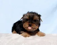 Toy Yorkie Puppy Girl (Hershy), a female Yorkshire Terrier for sale in Los Angeles, CA – Photo 3 of 5