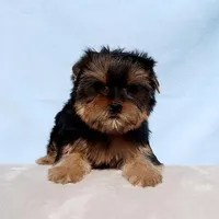 Toy Yorkie Puppy Girl (Hershy), a female Yorkshire Terrier for sale in Los Angeles, CA – Photo 1 of 5