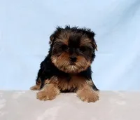 Toy Yorkie Puppy Girl (Hershy), a female Yorkshire Terrier for sale in Los Angeles, CA – Photo 1 of 5
