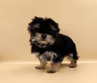 Toy Yorkie Puppy Boy (Nitro), a male Yorkshire Terrier for sale in Los Angeles, CA – 8 of 10