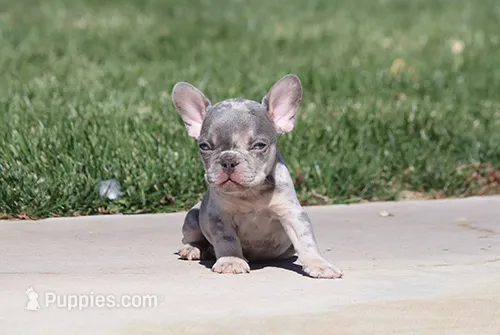 AKC Lilac Merle Tri French Bulldog Puppy Boy – French Bulldog puppy for sale in Los Angeles, CA