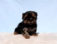 Toy Yorkie Puppy Boy (Pisco), a male Yorkshire Terrier for sale in Los Angeles, CA – 4 of 9
