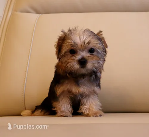 Tiny Teacup Yorkie Puppy Girl (Honey) – Yorkshire Terrier puppy for sale in Los Angeles, CA