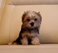 Tiny Teacup Yorkie Puppy Girl (Honey), a female Yorkshire Terrier for sale in Los Angeles, CA – 1 of 5