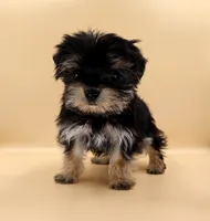 Toy Yorkie Puppy Boy (Nitro), a male Yorkshire Terrier for sale in Los Angeles, CA – 7 of 10
