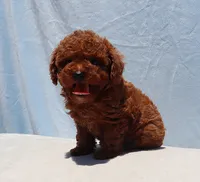 AKC Red Toy Poodle Puppy Girl (Uris), a female Poodle - Toy  for sale in Los Angeles, CA – 3 of 7