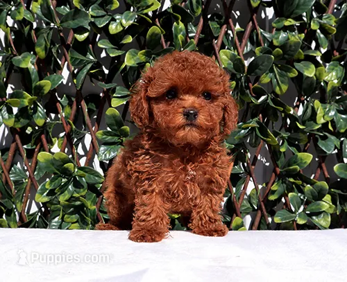 AKC Red Toy Poodle Puppy Girl (Ocean) – Poodle - Toy  puppy for sale in Los Angeles, CA