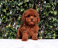 AKC Red Toy Poodle Puppy Girl (Ocean), a female Poodle - Toy  for sale in Los Angeles, CA – 3 of 5