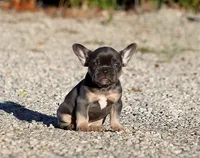 AKC Blue Tri French Bulldog Puppy Girl, a female French Bulldog for sale in Los Angeles, CA – 9 of 9