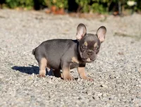 AKC Lilac Tri French Bulldog Puppy Boy, a male French Bulldog for sale in Los Angeles, CA – 9 of 9