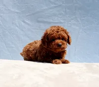 AKC Red Toy Poodle Puppy Boy (Zero), a male Poodle - Toy  for sale in Los Angeles, CA – 2 of 9