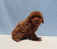 AKC Red Toy Poodle Puppy Girl (Wanda), a female Poodle - Toy  for sale in Los Angeles, CA – 6 of 8