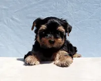 Toy Yorkie Puppy Boy (Benny), a male Yorkshire Terrier for sale in Los Angeles, CA – 9 of 9