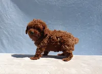 AKC Red Toy Poodle Puppy Boy (Zero), a male Poodle - Toy  for sale in Los Angeles, CA – 3 of 9
